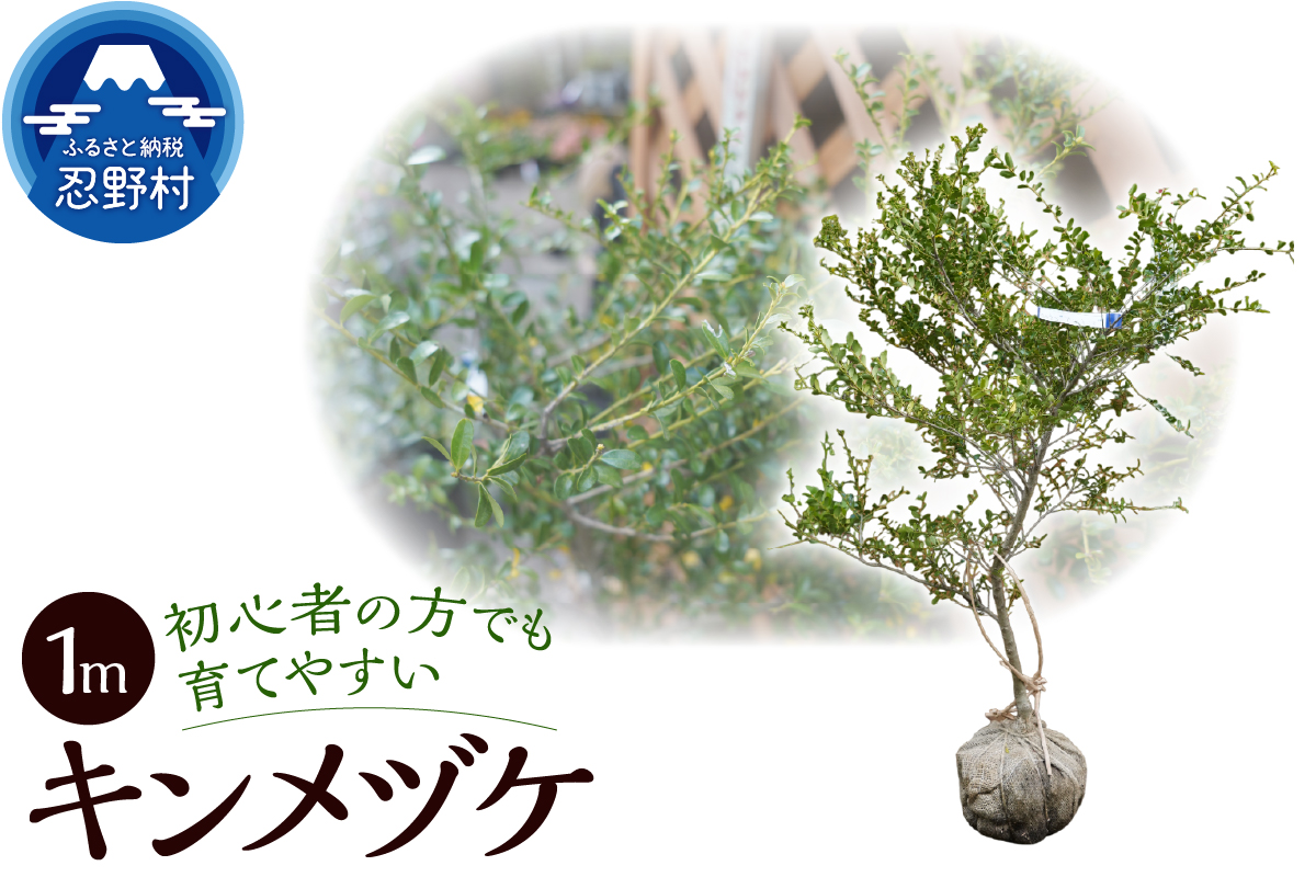 植木　キンメツゲ　1ｍ