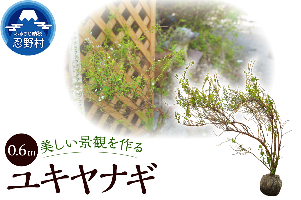 植木　ユキヤナギ（雪柳）　0.6ｍ