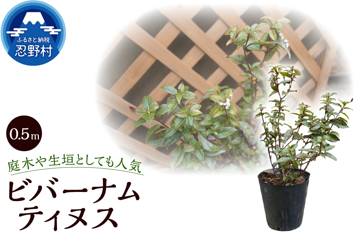 植木　ビバーナムティヌス　0.5ｍ