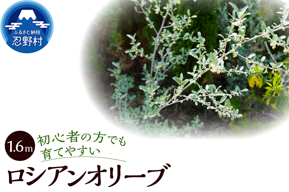 植木　ロシアンオリーブ　1.6ｍ