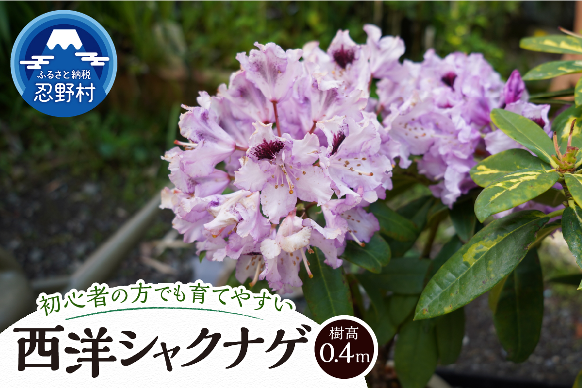 植木　シャクナゲ　0.4ｍ