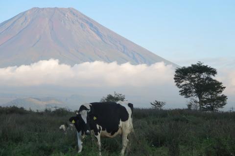 【定期便】富士山プレミアム牛乳1リットルパック（3本セット×8回） FAT004