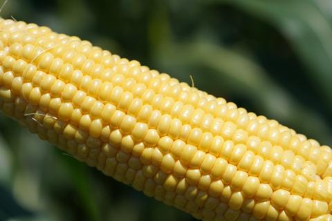 ＜2026年先行予約＞【富士山の麓で育つ】河口湖ブランドとうもろこしInakakara「恵味ゴールド」10本入 FBA002