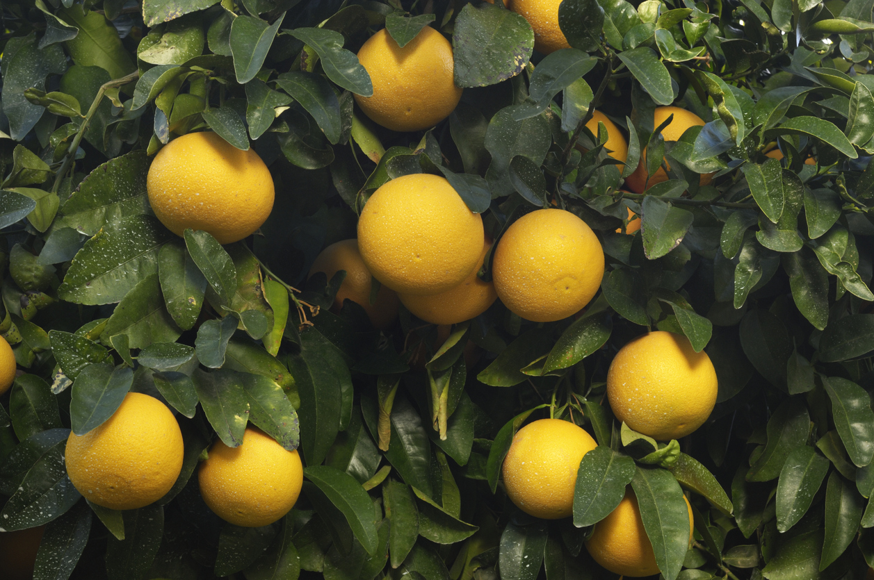 精油が香るバスセット　LEAF&BOTANICS（グレープフルーツ） FAJ012