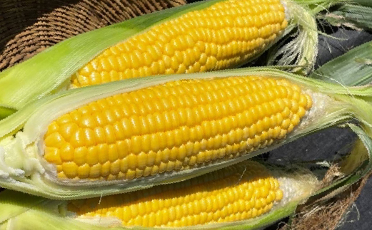 ＜2026年先行予約＞【富士山の麓で育つ】富士河口湖町産 Inakakaraとうもろこし「ドルチェドリーム」10本入 FBA008