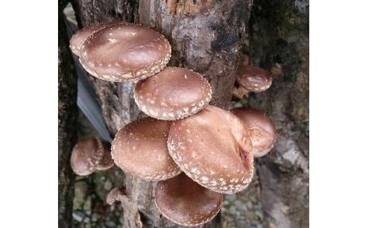 【2025年8月下旬からお届け】原木シイタケ榾木 FDC001