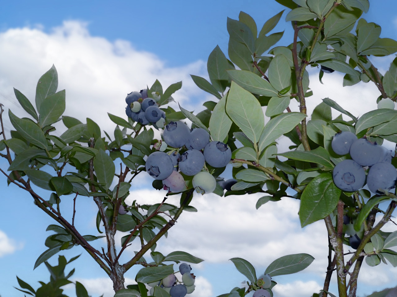 ＜26年発送先行予約＞＜生産者直送＞新鮮朝取り　生ブルーベリー 1.5kg FEC001