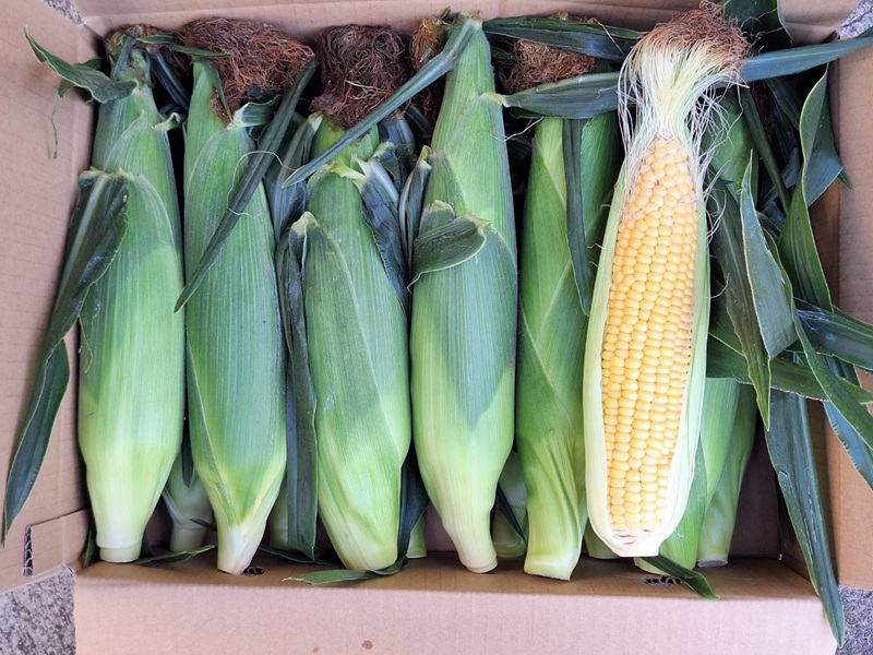 河口湖産　とうもろこし　恵味ゴールド　1箱（3Lサイズ10本入り） FEH003