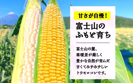 ＜2026年発送先行予約＞とうもろこし イエロー ＆ ホワイト 2種 食べ比べ 恵味ゴールド 白い恵味 400g以上 各6本 計12本 野菜 おやつ 旬 産地直送 送料無料 湖南野菜出荷組合 山梨県 富士河口湖町 FEM009