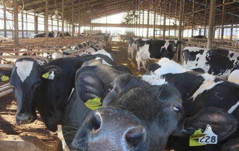 【定期便】富士山プレミアム牛乳1リットルパック（3本セット×8回） FAT004