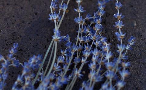 LEAF&BOTANICS ボディソープセット（ラベンダー） FAJ017