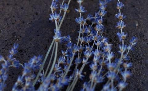 LEAF&BOTANICS ハンドソープセット（ラベンダー） FAJ019