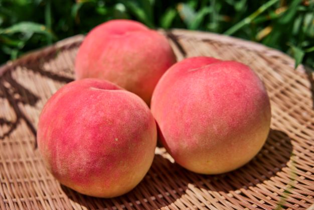 ＜26年発送先行予約＞河口湖で初の桃栽培！オリジナルブランド富士桃(約３キロ) FAH004