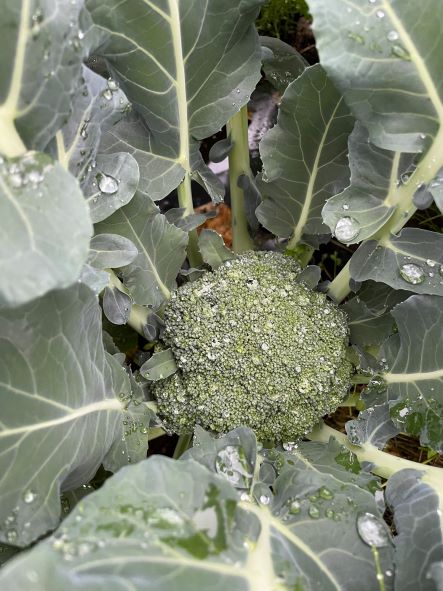 ＜26年発送先行予約＞【数量限定】でかっ！富士山の大地でゆっくり育ったキングブロッコリー９株 FAH006