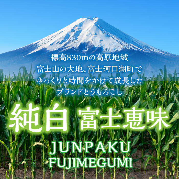 25年発送先行予約＞富士山の大地から待望の白いとうもろこし！フルーツではなくもはやスイーツ☆純白富士恵味6～8本 白い恵味 FAH007: 富士河口湖町 ANAのふるさと納税