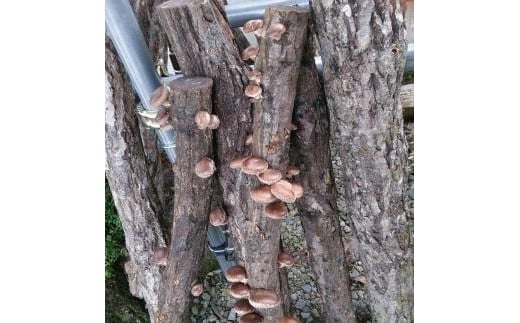 【2025年8月下旬からお届け】原木シイタケ榾木 FDC001