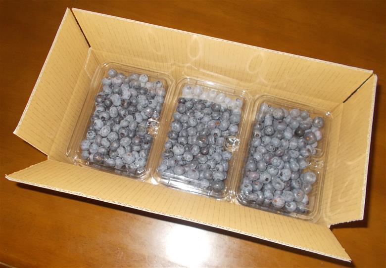 ＜26年発送先行予約＞＜生産者直送＞新鮮朝取り　生ブルーベリー 1.5kg FEC001