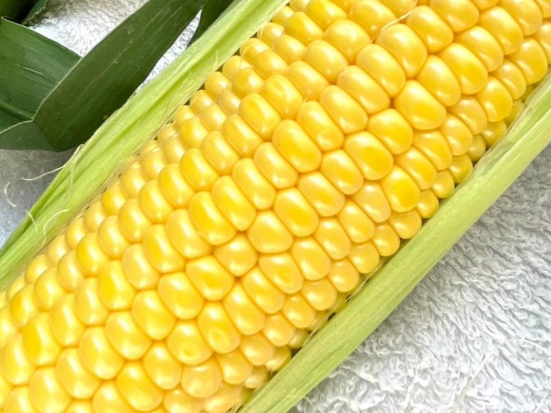 河口湖産　とうもろこし　恵味ゴールド　1箱（3Lサイズ10本入り） FEH003