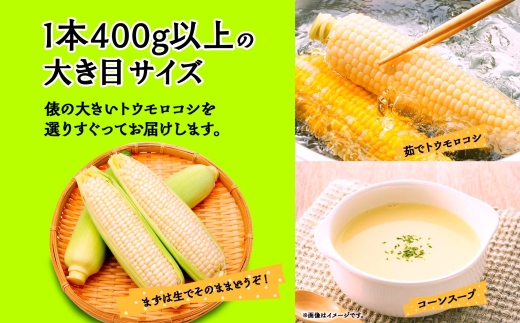 ＜2026年発送先行予約＞とうもろこし 白い恵味 ホワイト 400g以上×8本 高糖度 トウモロコシ スイートコーン 玉蜀黍 コーン 白 夏野菜 ジューシー 野菜 おやつ 甘い 旬 産地直送 送料無料 湖南野菜出荷組合 山梨県 富士河口湖町 FEM006