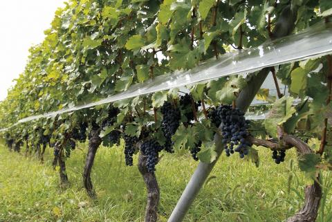 トラディショナル スパークリング　KAKITSUBATA FAM002