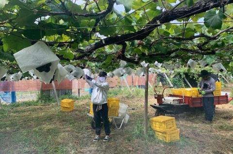 山梨県産甲州・山梨県産ベーリーＡ一升瓶セット FAE002