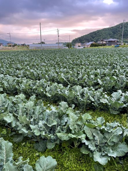 ＜26年発送先行予約＞【数量限定】でかっ！富士山の大地でゆっくり育ったキングブロッコリー９株 FAH006