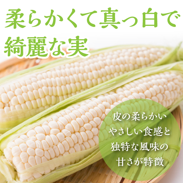 25年発送先行予約＞富士山の大地から待望の白いとうもろこし！フルーツではなくもはやスイーツ☆純白富士恵味6～8本 白い恵味 FAH007: 富士河口湖町 ANAのふるさと納税