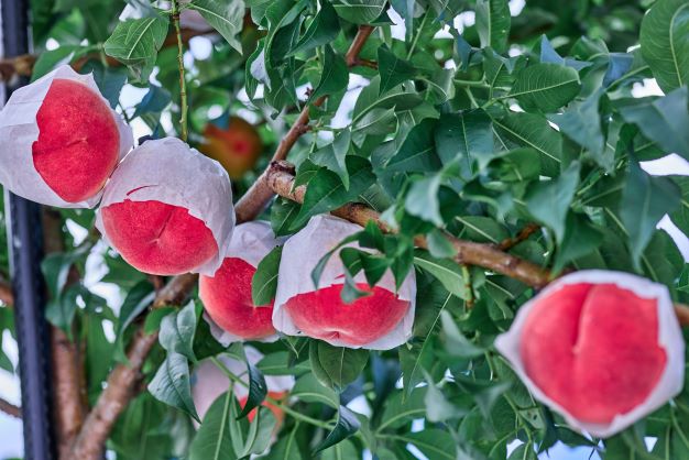 ＜26年発送先行予約＞河口湖で初の桃栽培！オリジナルブランド富士桃(約２キロ) FAH010