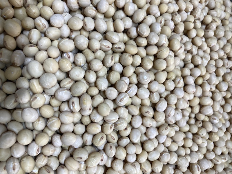 ＜2025年12月中旬以降発送予約＞ 河口湖産　極上　浅間大豆の乾燥大豆 1kg×3袋 FEH002