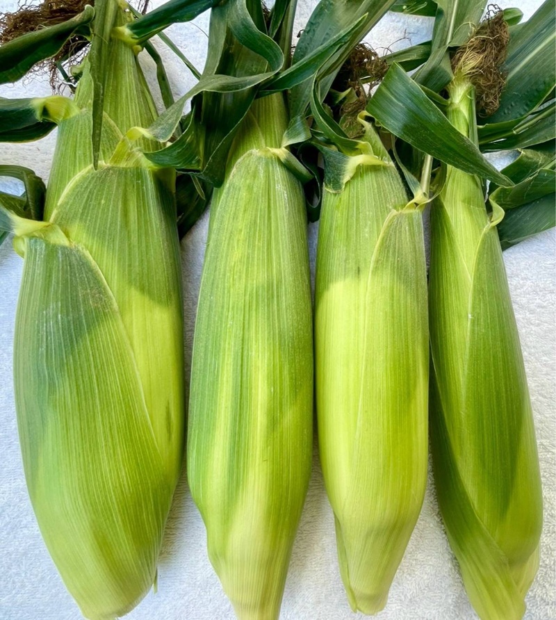 河口湖産　とうもろこし　恵味ゴールド　1箱（3Lサイズ10本入り） FEH003