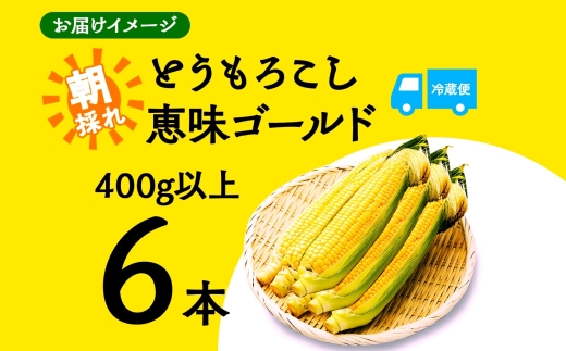 ＜2026年発送先行予約＞とうもろこし 恵味 ゴールド 400g以上 × 6本 高糖度 トウモロコシ スイートコーン 玉蜀黍 イエローコーン 黄 夏野菜 甘い ジューシー 野菜 おやつ 旬 産地直送 送料無料 湖南野菜出荷組合 山梨県 富士河口湖町 FEM001