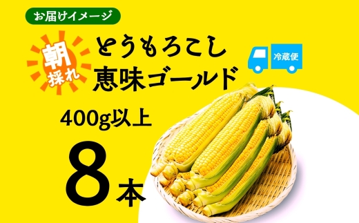 ＜2026年発送先行予約＞とうもろこし 恵味 ゴールド 400g以上 × 8本 高糖度 トウモロコシ スイートコーン 玉蜀黍 イエローコーン 黄 夏野菜 甘い ジューシー 野菜 おやつ 旬 産地直送 送料無料 湖南野菜出荷組合 山梨県 富士河口湖町 FEM002