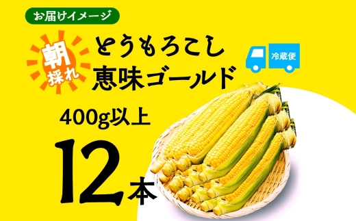 ＜2026年発送先行予約＞とうもろこし 恵味 ゴールド 400g以上 × 12本 高糖度 トウモロコシ スイートコーン 玉蜀黍 イエローコーン 黄 夏野菜 甘い ジューシー 野菜 おやつ 旬 産地直送 送料無料 湖南野菜出荷組合 山梨県 富士河口湖町 FEM004