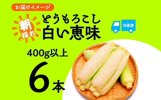 ＜2026年発送先行予約＞とうもろこし 白い恵味 ホワイト 400g以上×6本 高糖度 トウモロコシ スイートコーン 玉蜀黍 白 コーン 夏野菜 ジューシー 野菜 おやつ 甘い 旬 産地直送 送料無料 湖南野菜出荷組合 山梨県 富士河口湖町 FEM005