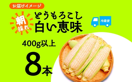 ＜2026年発送先行予約＞とうもろこし 白い恵味 ホワイト 400g以上×8本 高糖度 トウモロコシ スイートコーン 玉蜀黍 コーン 白 夏野菜 ジューシー 野菜 おやつ 甘い 旬 産地直送 送料無料 湖南野菜出荷組合 山梨県 富士河口湖町 FEM006