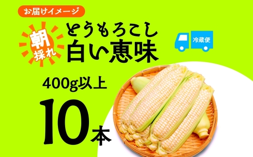 ＜2026年発送先行予約＞とうもろこし 白い恵味 ホワイト 400g以上×10本 計4kg以上 高糖度 トウモロコシ スイートコーン 玉蜀黍 コーン 白 夏野菜 ジューシー 野菜 おやつ 甘い 旬 産地直送 送料無料 湖南野菜出荷組合 山梨県 富士河口湖町 FEM007