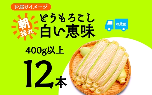 ＜2026年発送先行予約＞とうもろこし 白い恵味 ホワイト 400g以上×12本 高糖度 トウモロコシ スイートコーン 玉蜀黍 コーン 白 夏野菜 ジューシー 野菜 おやつ 甘い 旬 産地直送 送料無料 湖南野菜出荷組合 山梨県 富士河口湖町 FEM008