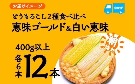 ＜2026年発送先行予約＞とうもろこし イエロー ＆ ホワイト 2種 食べ比べ 恵味ゴールド 白い恵味 400g以上 各6本 計12本 野菜 おやつ 旬 産地直送 送料無料 湖南野菜出荷組合 山梨県 富士河口湖町 FEM009