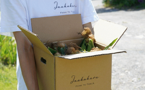 ＜2026年先行予約＞【富士山の麓で育つ】河口湖ブランドとうもろこしInakakara「恵味ゴールド」10本入 FBA002