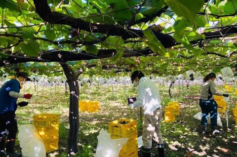 山梨県産甲州・山梨県産ベーリーＡ一升瓶セット FAE002