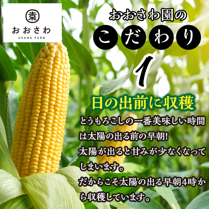 ＜26年発送先行予約＞メロンより甘い！生で美味しいとうもろこし富士恵味１０本セット 惠味ゴールド スイートコーン FAH003