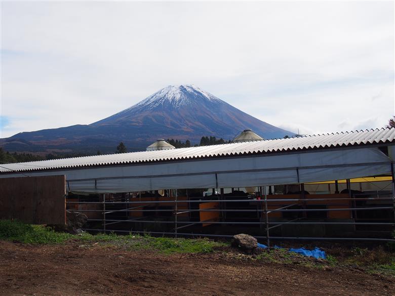 山梨県産富士山黒牛 肩ロースしゃぶしゃぶ用 550g FAX001
