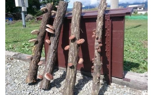 【2025年8月下旬からお届け】原木シイタケ榾木 FDC001