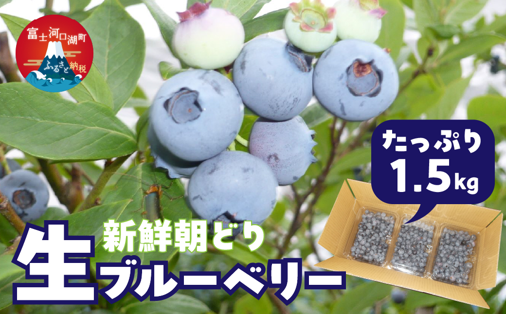 ＜26年発送先行予約＞＜生産者直送＞新鮮朝取り　生ブルーベリー 1.5kg FEC001