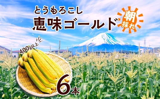 ＜2026年発送先行予約＞とうもろこし 恵味 ゴールド 400g以上 × 6本 高糖度 トウモロコシ スイートコーン 玉蜀黍 イエローコーン 黄 夏野菜 甘い ジューシー 野菜 おやつ 旬 産地直送 送料無料 湖南野菜出荷組合 山梨県 富士河口湖町 FEM001