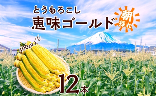 ＜2026年発送先行予約＞とうもろこし 恵味 ゴールド 400g以上 × 12本 高糖度 トウモロコシ スイートコーン 玉蜀黍 イエローコーン 黄 夏野菜 甘い ジューシー 野菜 おやつ 旬 産地直送 送料無料 湖南野菜出荷組合 山梨県 富士河口湖町 FEM004