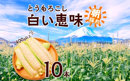 ＜2026年発送先行予約＞とうもろこし 白い恵味 ホワイト 400g以上×10本 計4kg以上 高糖度 トウモロコシ スイートコーン 玉蜀黍 コーン 白 夏野菜 ジューシー 野菜 おやつ 甘い 旬 産地直送 送料無料 湖南野菜出荷組合 山梨県 富士河口湖町 FEM007