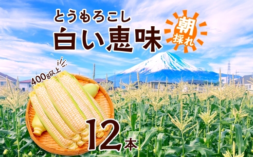 ＜2026年発送先行予約＞とうもろこし 白い恵味 ホワイト 400g以上×12本 高糖度 トウモロコシ スイートコーン 玉蜀黍 コーン 白 夏野菜 ジューシー 野菜 おやつ 甘い 旬 産地直送 送料無料 湖南野菜出荷組合 山梨県 富士河口湖町 FEM008