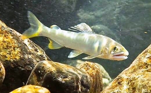 【2025年分】年間遊漁券 アユ釣り 女性・中学生以下の男性【tab0047】