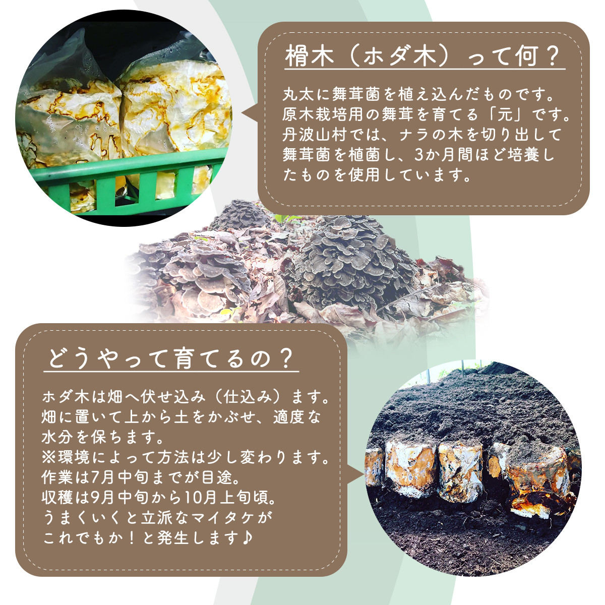 【村に取りに来られる方限定】丹波山村の原木舞茸のほだ木販売 10本 原木舞茸を自分で育ててみませんか【tab0202】